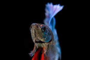 bellissimo colorato di pesce siamese betta foto