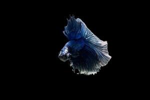 bellissimo colorato di pesce siamese betta foto