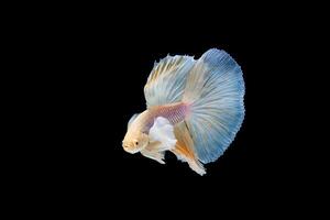 bellissimo colorato di pesce siamese betta foto