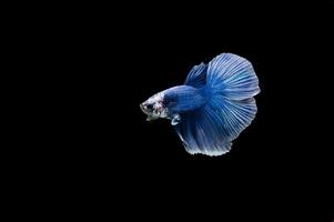 bellissimo colorato di pesce siamese betta foto