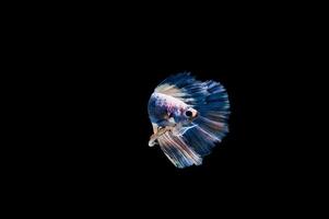 bellissimo colorato di pesce siamese betta foto