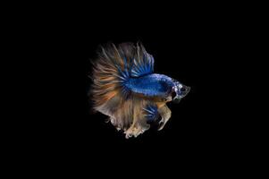 bellissimo colorato di pesce siamese betta foto