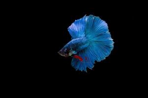 bellissimo colorato di pesce siamese betta foto