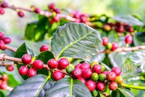 granuli di caffè sull'albero foto