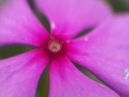 primo piano di un fiore, bellissimo oggetto naturale foto