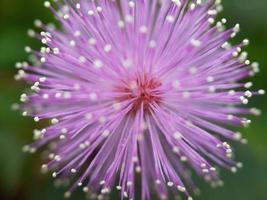 fiore rosa di mimosa pudica, pianta sensibile con spine sui rami foto