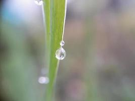 primo piano di goccioline su foglia verde con sfondo sfocato foto