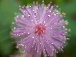 fiore di mimosa pudica foto