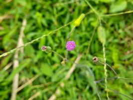 primo piano di un fiore, bellissimo oggetto naturale foto