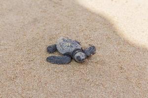 tartaruga appena schiusa sulla spiaggia di mirissa in sri lanka. foto