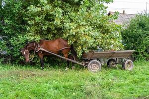 bellissimo stallone selvaggio cavallo marrone sul prato fiorito estivo foto