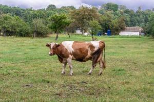 fotografia a tema bella grande vacca da latte