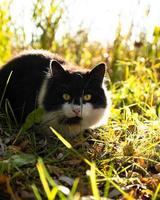 gatto bianco e nero che si crogiola al sole nell'erba foto