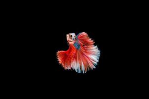 bellissimo colorato di pesce siamese betta foto