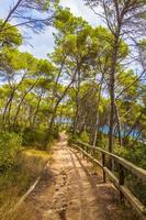 sentiero naturale a piedi nella foresta parc natural de mondrago mallorca. foto