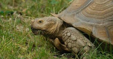 primo piano di tartaruga spronata africana o centrochelys sulcata sull'erba verde foto