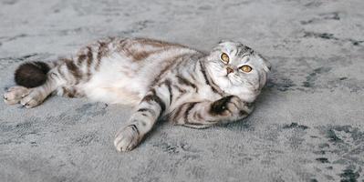 adorabile gatto scozzese grigio posa sul tappeto grigio. animali domestici, cura, amore, concetto carino
