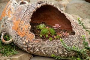 vecchia brocca di vino con piante grasse foto