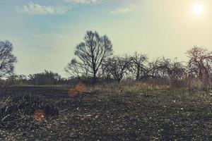 il cielo è tempestoso tra gli alberi foto