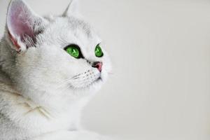 un gatto bianco con gli occhi verdi su sfondo bianco. cincillà d'argento britannico. foto