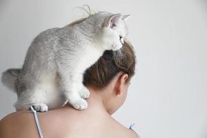un gatto bianco si siede sulla spalla di una ragazza su uno sfondo bianco. cincillà d'argento britannico. foto