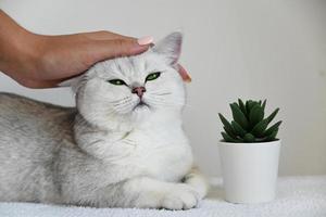 una mano accarezza un gatto bianco con gli occhi verdi su sfondo bianco. cincillà d'argento britannico. foto