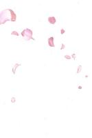 una piccola sovrapposizione di rose fiori di rosa e petali di san valentino sfondo con petali di rosa rossa che cadono è su nero foto
