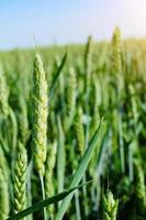 giovane paesaggio del campo di grano con la calda luce del sole durante una giornata primaverile. crescendo in una posizione rurale soleggiata e lontana. foto