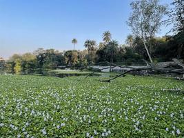 piante verdi nel lago foto