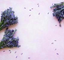 fiori freschi di lavanda foto