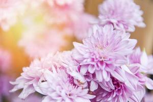 Close up mazzo di fiori di crisantemo rosa viola bellissimi fiori di crisantemo decorazione in un vaso in un luminoso soggiorno pianta foto