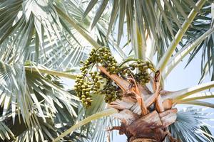 frutto di palma sulla piantagione di palma giardino tropicale estate con foglia verde foto