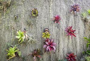 giardinaggio e decorazione della casa ambienti interni della serra giardino segreto e allestimenti per il giardinaggio moderno fiori e piante e live wall bromelia e muschio spagnolo foto