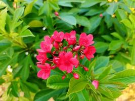 il fiore fiori colorati e piante nel giardino e nella foresta foto