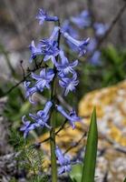 giacinto selvatico - hyacinthus orientalis foto