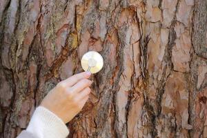 la donna della mano ascolta un albero con uno stetoscopio nella foresta, il concetto ama l'ambiente. copia spazio. messa a fuoco selettiva foto