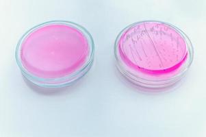 capsula di Petri in laboratorio foto