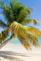 palma tropicale adagiata su una spiaggia sabbiosa foto