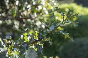 ramo di agrifoglio su uno sfondo sfocato con bokeh foto