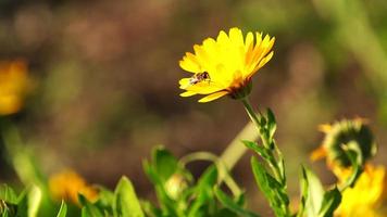 sfondo naturale con fiore di calendula giallo e ape. foto