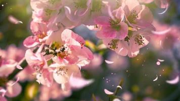 cinemagraph di uno sfondo floreale con luce e petali. foto