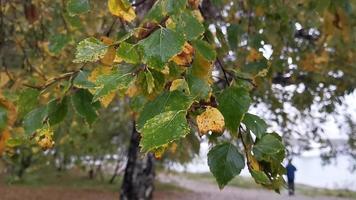 sfondo naturale con foglie bagnate di alberi nel parco foto