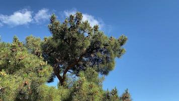 paesaggio con alberi di pino su uno sfondo di cielo blu foto