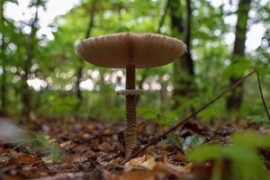 fotografia a tema bellissimo fungo amanita muscaria nella foresta foto