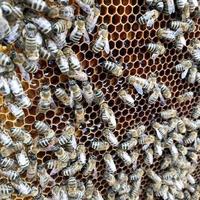 l'ape alata vola lentamente al nido d'ape per raccogliere il nettare per il miele nell'apiario privato
