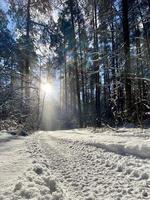 fotografia a tema foresta di neve invernale, bel tramonto luminoso