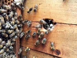 l'ape alata vola lentamente al nido d'ape per raccogliere il nettare per il miele nell'apiario privato