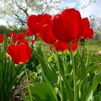 tulipano fiore in fiore con foglie verdi, natura naturale vivente