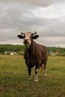 fotografia a tema pascoli di belle grandi vacche da latte
