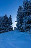 bosco alpino invernale nelle alpi bavaresi foto